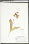 Cypripedium acaule