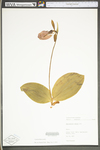 Cypripedium acaule