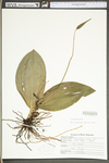 Cypripedium acaule