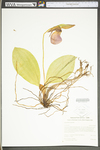 Cypripedium acaule