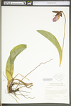 Cypripedium acaule