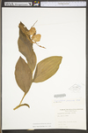 Cypripedium parviflorum var. pubescens