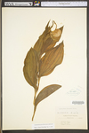 Cypripedium parviflorum var. pubescens