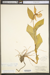 Cypripedium parviflorum var. pubescens