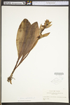 Galearis spectabilis