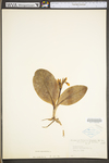 Galearis spectabilis