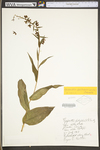 Epipactis helleborine