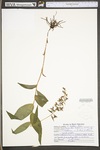 Epipactis helleborine