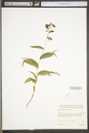 Epipactis helleborine