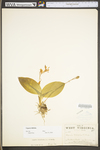 Liparis liliifolia