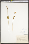 Pogonia ophioglossoides