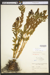 Osmunda claytoniana