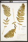 Osmunda claytoniana