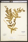 Osmunda claytoniana