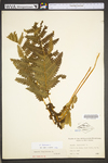 Osmunda claytoniana