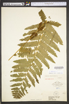 Osmunda claytoniana