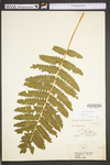 Osmunda claytoniana