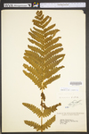Osmunda claytoniana