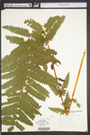 Osmunda claytoniana
