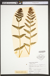 Osmunda claytoniana