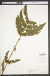 Osmunda claytoniana