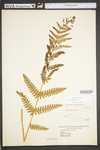 Osmunda claytoniana