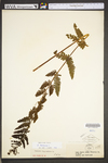Osmunda claytoniana