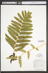 Osmunda claytoniana