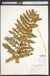 Osmunda claytoniana