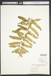Osmunda claytoniana