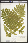 Osmunda claytoniana
