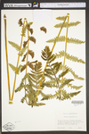 Osmunda claytoniana