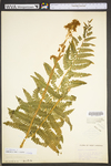 Osmunda cinnamomea var. cinnamomea