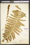 Osmunda cinnamomea var. cinnamomea