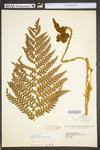 Osmunda cinnamomea var. cinnamomea