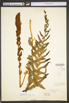 Osmunda cinnamomea var. cinnamomea