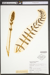 Osmunda cinnamomea var. cinnamomea