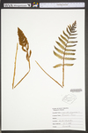 Osmunda cinnamomea var. cinnamomea