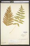 Osmunda cinnamomea var. cinnamomea