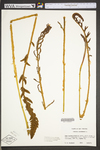 Osmunda cinnamomea var. cinnamomea