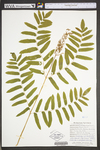 Osmunda regalis var. spectabilis