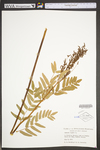 Osmunda regalis var. spectabilis