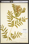 Osmunda regalis var. spectabilis