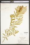 Osmunda regalis var. spectabilis