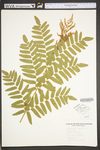 Osmunda regalis var. spectabilis