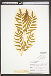 Osmunda regalis var. spectabilis