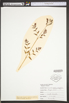 Osmunda regalis var. spectabilis