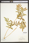 Osmunda regalis var. spectabilis