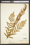 Osmunda regalis var. spectabilis