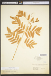 Osmunda regalis var. spectabilis